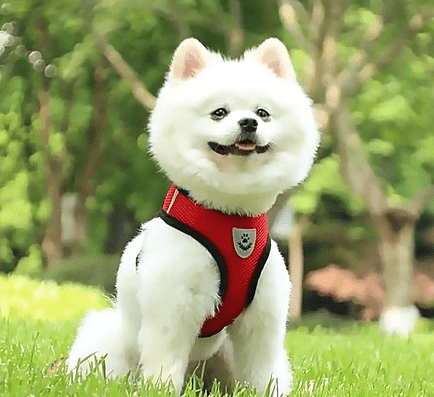 Reflective Pet Harness | Adjustable High-Visibility Dog Harness - Trusted Best Sellers™. All Rights Reserved. Trusted Best Sellers LLC.